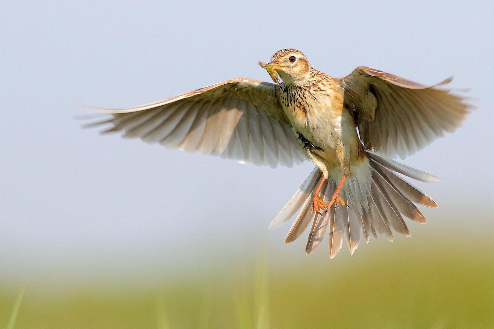 Rapport geeft concrete maatlat voor natuurkwaliteit op landbouwgrond