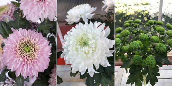 Troschrysant Deligreen Grote Winnaar Bloeiproef Deliflor Chrysanten