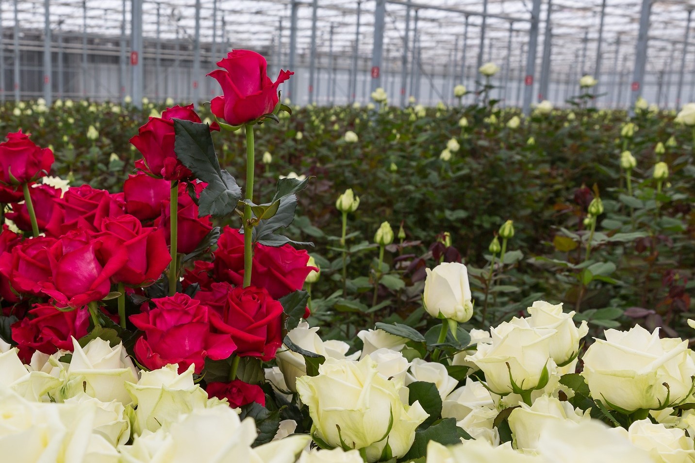 42nd Indian Rose Convention held in Kolkata