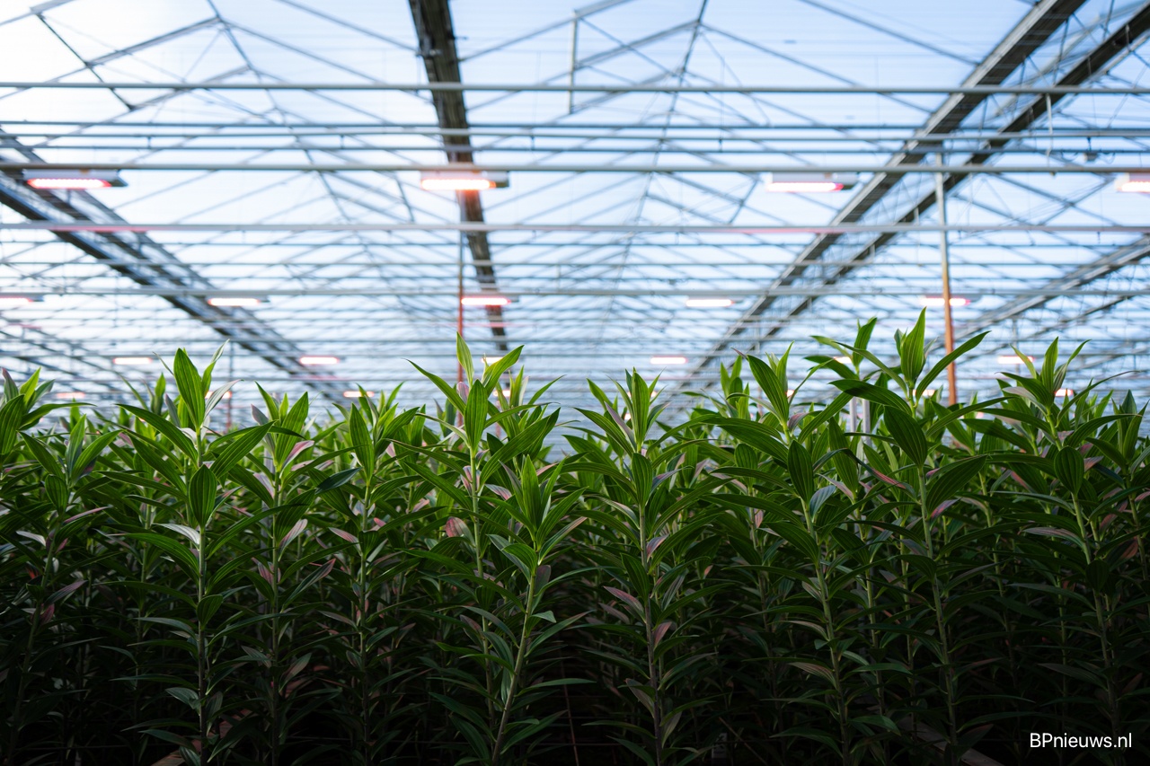 Gemeente begint geen kwekerij voor ‘eigen’ gewasbeschermingsmiddelenvrije bloemen en planten