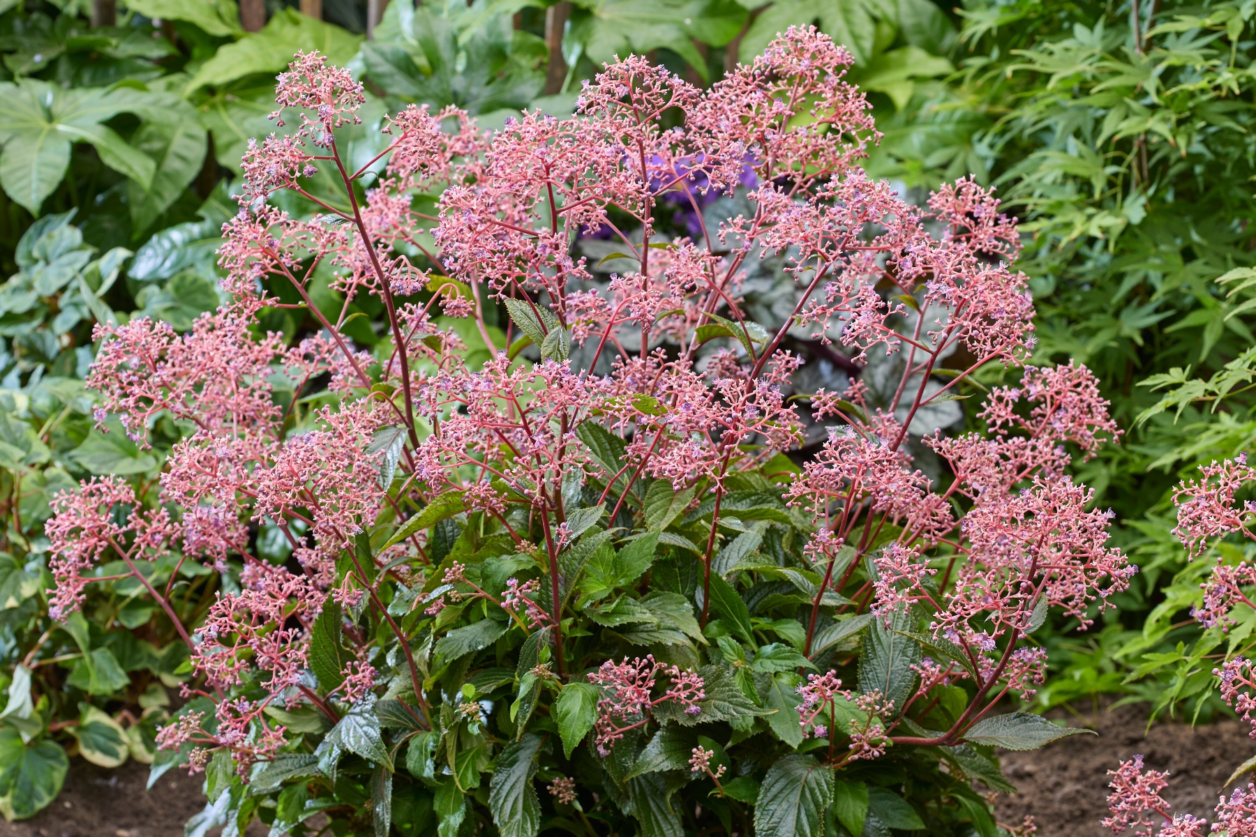 Cardiandra Autumn Bouquet Beste Nieuwigheid op GrootGroenPlus 2026