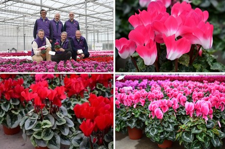 Special varieties steal the show at Morel's cyclamen trials