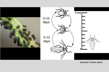 Australia: A free electronic pest identification tool