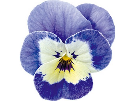 Netherlands: New varieties of Pansies and Violas in direct comparison