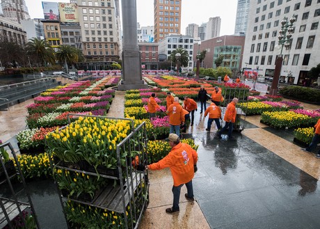 Us Ca Second Annual American Tulip Day Brings Pop Up Garden With 100 000 Tulips