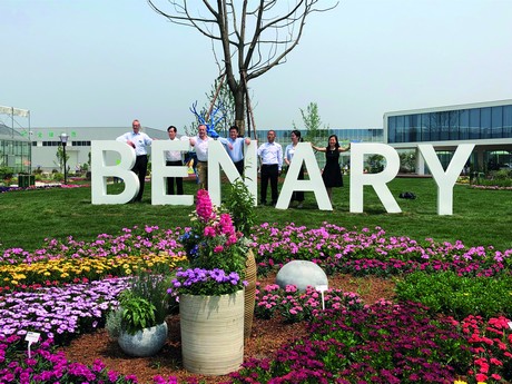 China First Benary Flower Trials 2019 In Chengdu Sichuan