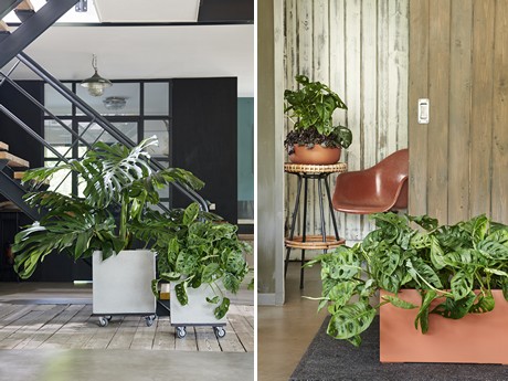 Monstera July Houseplant Of The Month