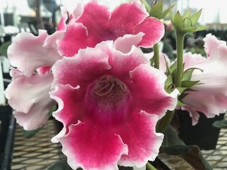 Image result for Following in Darwin's footsteps: understanding the plant evolution of florist's gloxinia