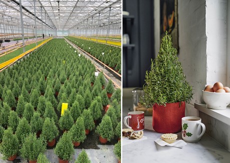 12 Tall The Three Company Healthy Live 6 Pot Size Christmas Shaped Rosemary Tree 