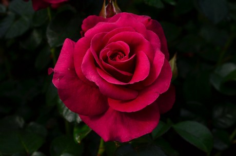 New Zealand's top roses revealed
