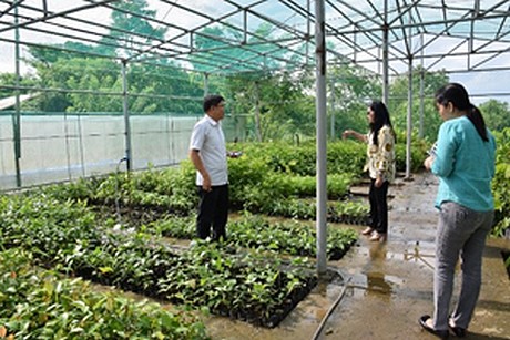 Clonal Nursery Of Native Tree Species Established In Philippines