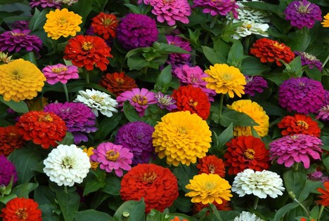 An Exciting New Series Of Zinnia Elegans With Extraordinary Garden Appeal
