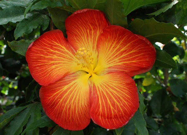 Tropical Hibiscus Hybrids From Agrilife Research Ready For Market 8216