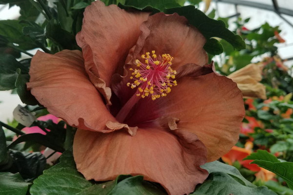 Tropical hibiscus hybrids 