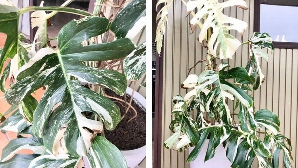 New Zealand S Most Expensive Houseplant Sells For 5000