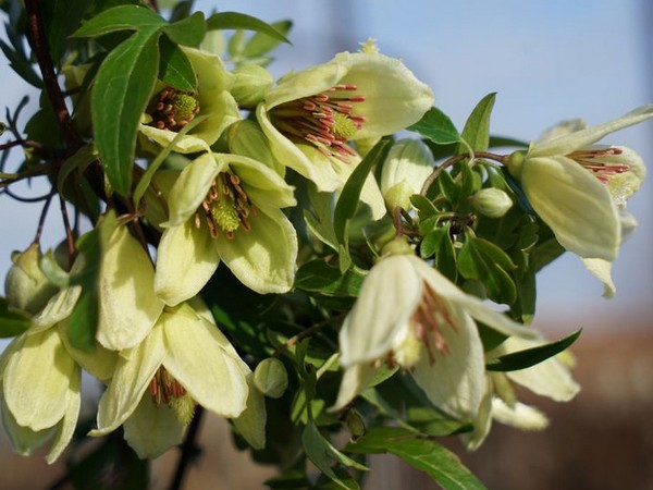 Javoy presents new clematis varieties at IPM