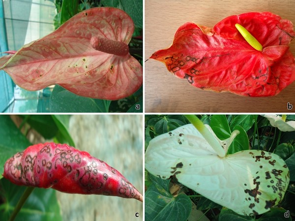 bacterial blight appears on anthurium