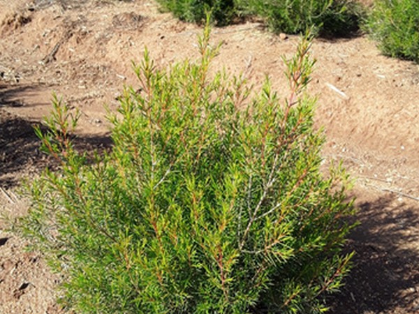 Helix Australia Celebrates First Waxflower Harvest In California