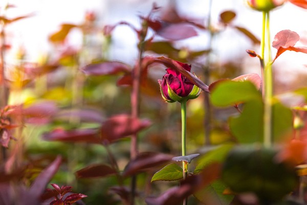 how often to spray roses for aphids