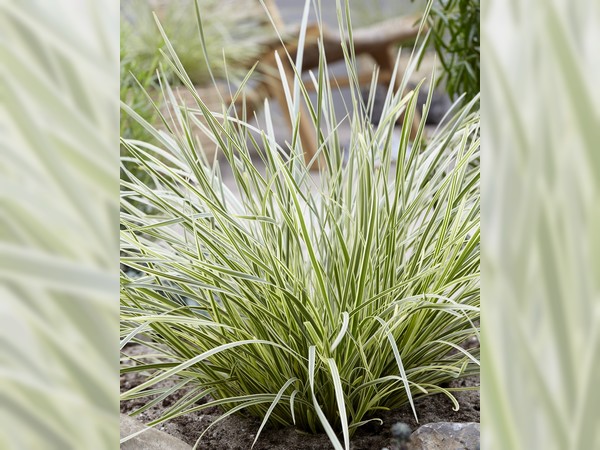 Uk Wyevale Nurseries Granted Licence To Propagate Lomandra White Sands Uk Wyevale Nurseries Granted Licence