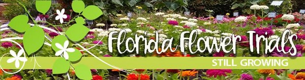 The 2020 Florida Flower Trials Are Going Virtual