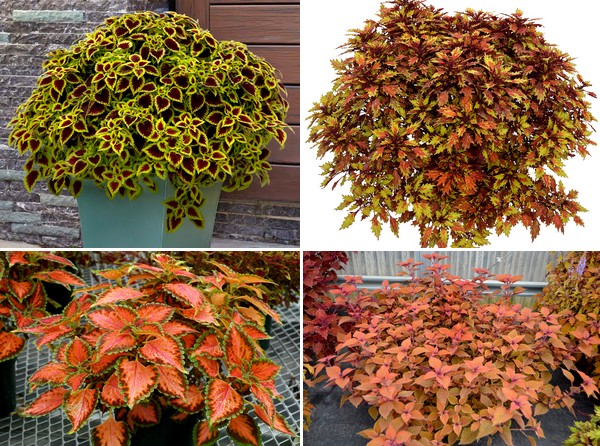 Coleus Roly Poly Terra Nova Nurseries announces new Coleus Collection and varieties ...