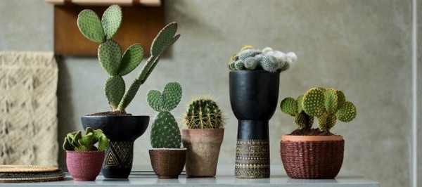 Cactus: Houseplants of the month for August