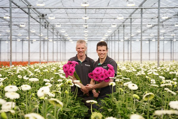 NL Decorum expands gerbera assortment with new grower