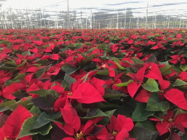 The Covid Pivot That Saved Diversified And Expanded A Florida Floral Company With A Conscience