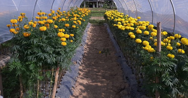 Trial shows potential of single stem marigold cut flowers for vase ...