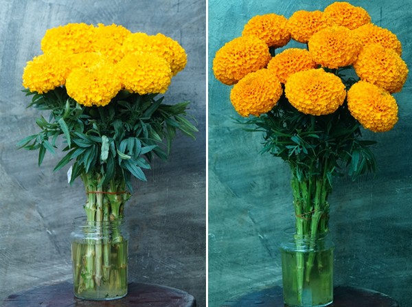 Trial shows potential of single stem marigold cut flowers for vase