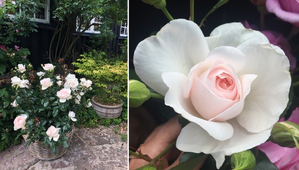 Swedish Rose Society Names Friendship Forever Plant N Relax Rose Of The Year