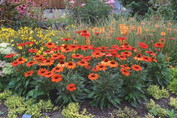 Terra Nova Announces Top Varieties For Garden Applications