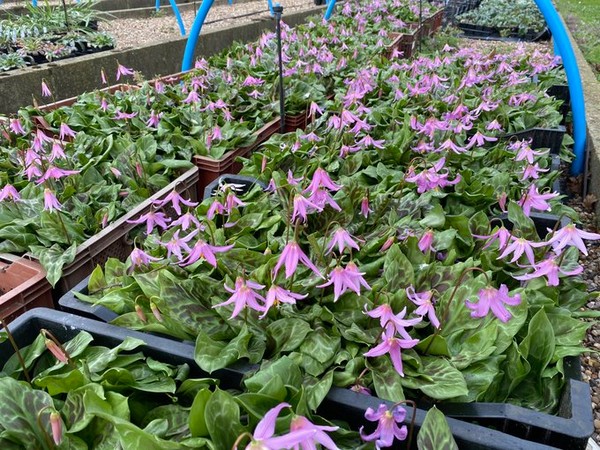 Fldaily Global Flower News Fldaily Global Flower News