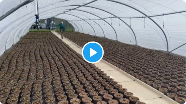 Fldaily Global Flower News Fldaily Global Flower News