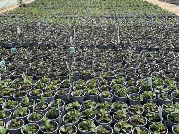 Fldaily Global Flower News Fldaily Global Flower News