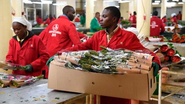 Horticulture earnings in Kenya grow - Vimarsana News