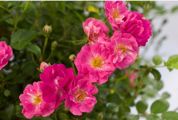 Pretty Polly® Pink Wins Award - Star® Roses and Plants