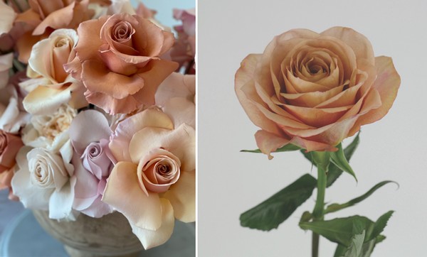 Toffee roses trending as new color of love