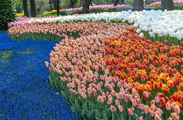 لاله ها در استانبول شروع به شکوفه دادن کرده اند