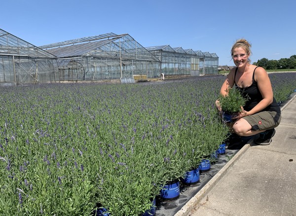 Dried Lavender - Homegrown Harvested in 2023 – CroknitArt