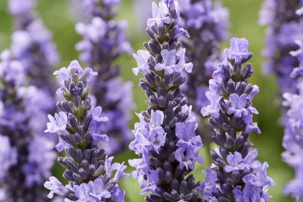 Sensational! Lavender, Lavandula x Intermedia - Plant