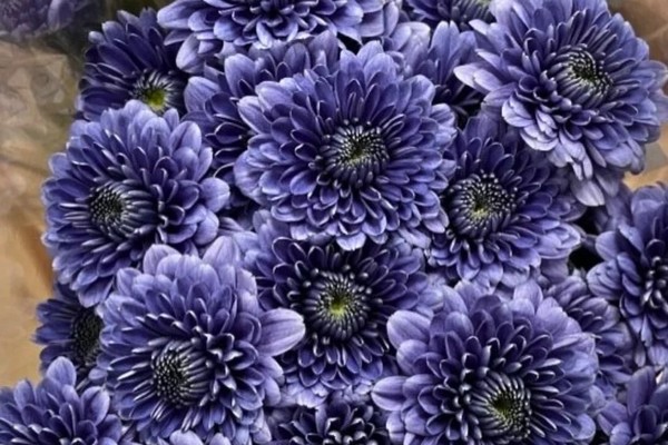Suntory Flowers launches BluOcean Chrysanthemum in North America -  Greenhouse Management