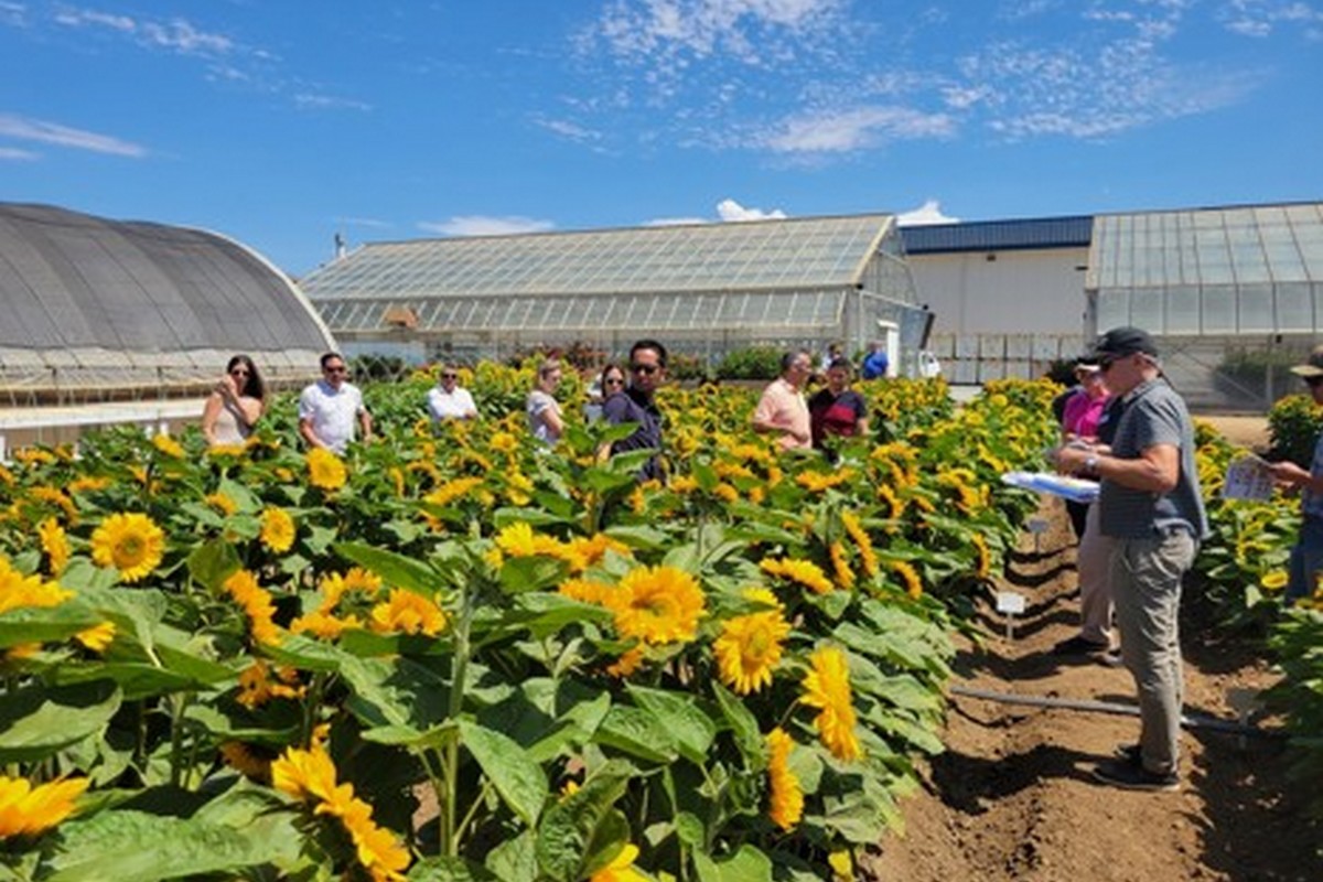 Suntory Flowers launches BluOcean Chrysanthemum in North America