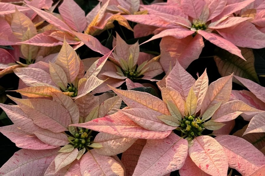 "همه Poinsettia برابر نیستند"