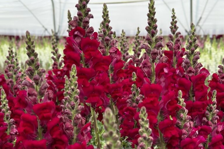 ایالات متحده: Groot in Flowers عضو جدید تیم خود را معرفی کرد