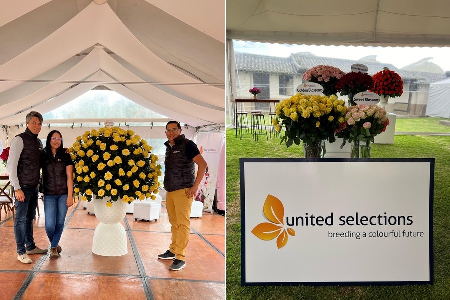 Unified Roses The rise of yellow roses : “More than an Easter variety”