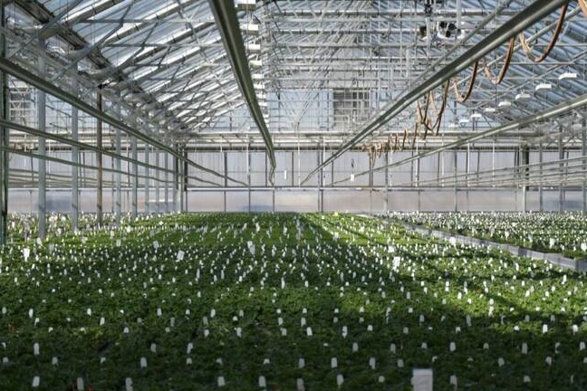 Managing young plant production with precision and consistency