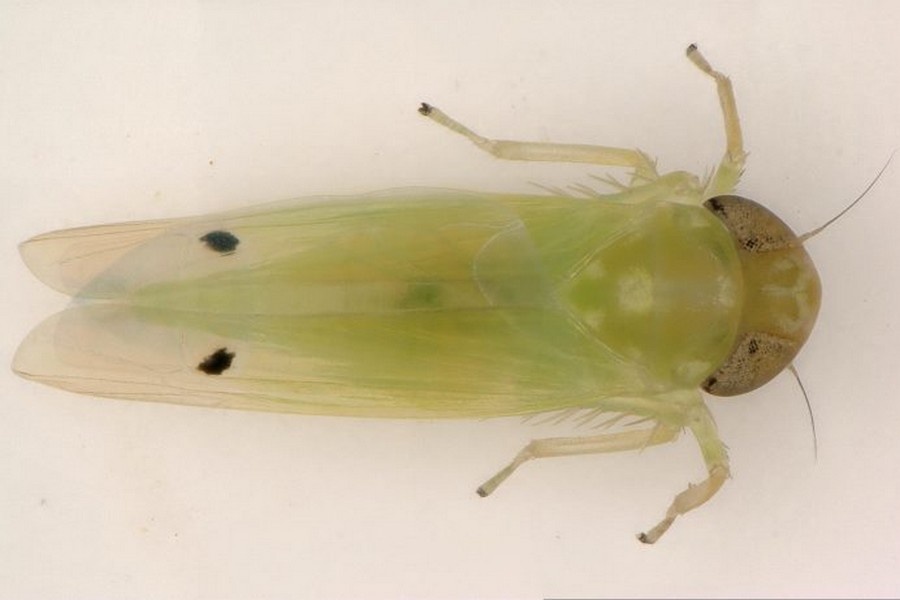 US: Two-spot cotton leafhopper detected in Florida