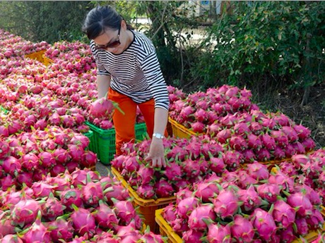 Daily export of dragon fruit to China averages 13 thousand tons